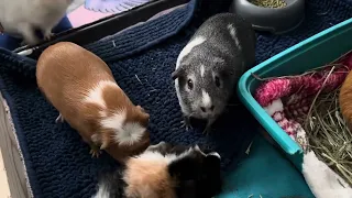 Piggies Excited About Lettuce! 🥬