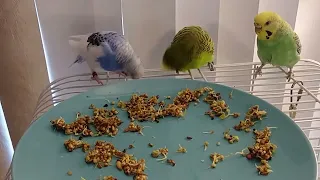 Sprouting budgies!❤👀🐦#cute #love #nature #parakeet #animallover #petbird #budgies #love #birdlife