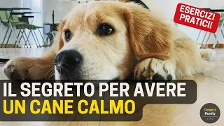 Qual è il segreto per avere un cane calmo