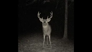 Screaming deer 10 8 19 from the back road trail camera