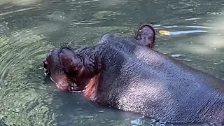 Олегу Алексеевичу и Марио ЕСТЬ О СЕМ ПОГОВОРИТЬ !