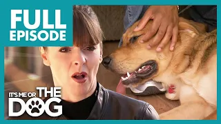 Uncontrollable Puppy Loves Rough Play with Owner | Full Episode USA | It's Me or The Dog