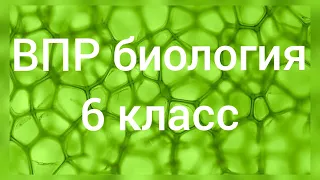 ВПР - 2022. Биология 6 класс. Вариант с ответами №1