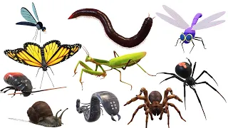 Insects Name in English - Insects picture for kids | @AAtoonsKids