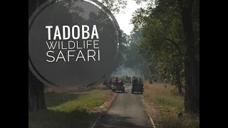 Tadoba -Andhari Tiger Reserve - Core and Buffer Zone | Full Wildlife Documentary | Korala Gate