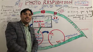 Photorespiration|C2 Cycle|Glycine conversion to serine|Serine conversion to RUBP|RUBP regeneration