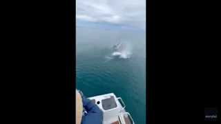 Shark Almost Steals Fisherman's Catch