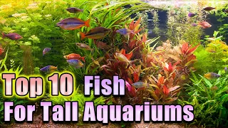Top 10 Fish For Tall Aquariums Both Big and Small!