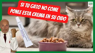 WHY DOES MY CAT NOT WANT TO EAT? 👉 WHAT CAN I DO? 👉 HOW TO MAKE MY CAT EAT WITH MIRTAZAPINE