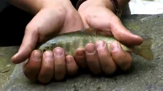 Natură și aventură - Pescuit pe râul Vâlsan (prima parte)