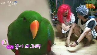 There is a parrot that scolds its owner.