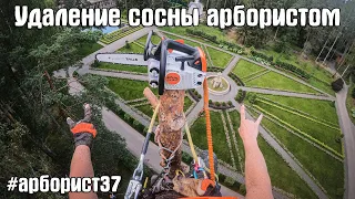 Спил березы и сосны на одном участке при помощи арбориста и инструмента Stihl. Часть 2. Сосна.