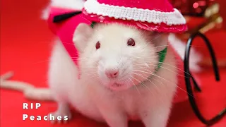 RIP Peaches - Tribute to a Special Little Rat ❤️