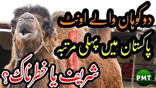 Two Humps Bactrian Camel First Time Imported in Pakistan at Surmawala Cattle Farm for Bakra Eid 2019