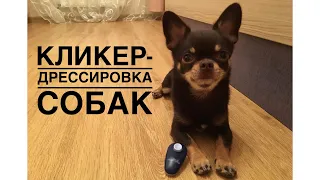 Что такое кликер? Кликер-дрессировка собак.