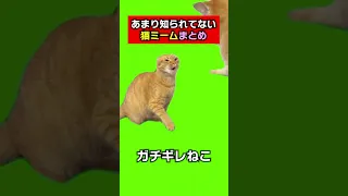 猫ミーム！超激レアミームを紹介！１つでも知ってるのある？cat meme