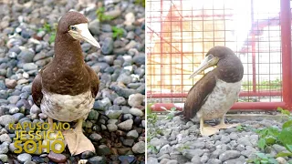 Ibon na madalas daw aligaga, nag-landing sa Cagayan de Oro City?! | Kapuso Mo, Jessica Soho