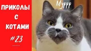 Смешные КОТЫ КОТИКИ КОТЯТА Приколы с животными #23