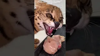 name this cat | wait for his reaction😱 | cheetah print cat #shorts #amazing #cheetah #love