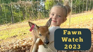 Fawn Watch 2023 - First Deer Babies!