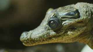 Sneaky spying crocodile camera   Spy in the Wild  Episode 1 Preview   BBC One   YouTube