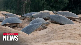 World’s largest gathering of turtles in South America sees baby turtles hatching