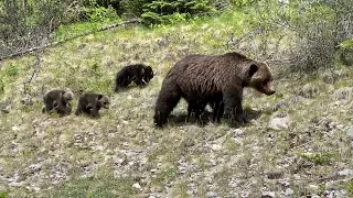 Amazing Grizzly Bears Mama Bear and three Cubs in Canada British Columbia Jasper from the Car Window