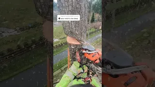 Climbing Arborist removing a tree in a tight spot!