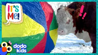 Luckiest Bull Is About To Get The BIGGEST surprise EVER! | Dodo Kids | It’s Me!