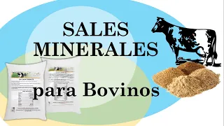 Sales Minerales para Bovinos