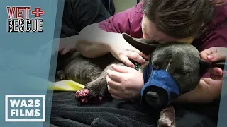 Detroit Pit Crew Dog Rescue Saves Severely Injured Dog