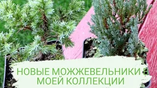 НОВЫЕ МОЖЖЕВЕЛЬНИКИ В МОЕЙ КОЛЛЕКЦИИ. ОСЕНЬ 2022 г.