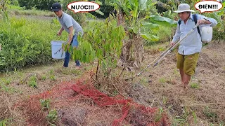 Xiệt chuột (kích điện chuột) đồng --- (Cath Mouse in garden by shockwave of elictric)