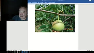 Железов Валерий  Вебинар 92 ч 10 Как правильно срывать зрелые фрукты