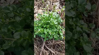 La cardamine du printemps, une salade sauvage comestible - Spring cardamine, an edible wild salad