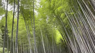 京都　竹林の道　夏