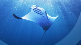 Dancing Manta Ray | Songs of Summer | 4K