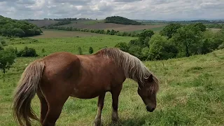 ТАБУННЕ КОНЯРСТВО БУКОВИНИ. Перезимовані коні. Коні на продажу.