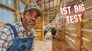 Their 1st Night in The Barn Stalls!  (Who Actually Loved Sleeping There?)