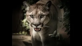 Cougar (puma) sound's