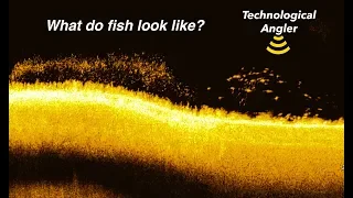 What do fish look like? | The Technological Angler