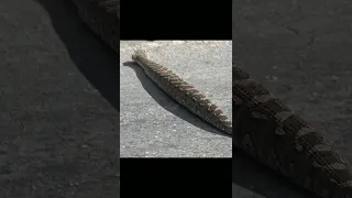 Fat Puff Adder snake Crossing the road #4k #animals #nature #shorts #youtubeshorts