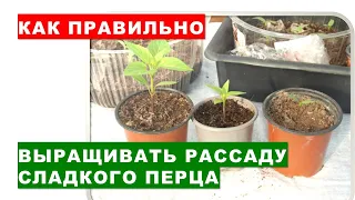 How to grow sweet pepper seedlings? Our secrets of growing pepper seedlings