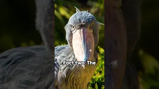 Rare & Critically Endangered: The Shoebill Stork