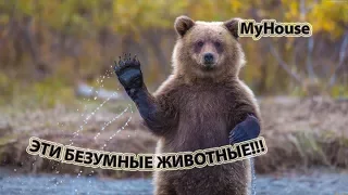 ПРИКОЛЫ С ЖИВОТНЫМИ -- ЭТИ БЕЗУМНЫЕ ЖИВОТНЫЕ!!! MyHouse #157 ЯНВАРЬ 2018