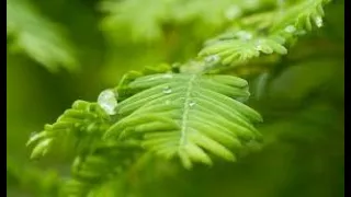 Metasequoia glyptostroboides (dawn redwood), Pinaceae