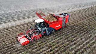 Aardappels rooien | Potato harvest | Dewulf Kwatro | 2022 | kartoffelernte | Aardappeloogst