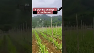 Sugarcane Farming Techniques #satisfying #short