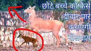 Nilgai Maa Ki Mamata