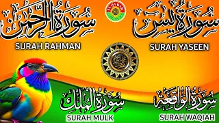 Ep 204 Surah Yaseen 🤲 Surah Rahman 🕋  Surah Waqiah 💐 Surah Mulk ❤️Ayatul Kursi @IQRAALQURANKARIM